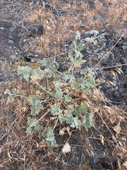 Sphaeralcea munroana, photograph (c) Emma, some rights reserved (CC BY)