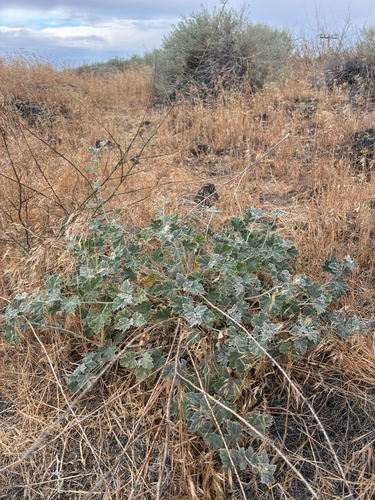 Sphaeralcea munroana, photograph 3