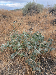 (c) Emma, some rights reserved (CC BY) Sphaeralcea munroana, photograph (c) Emma, some rights reserved (CC BY)