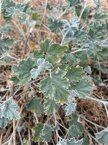 Sphaeralcea munroana, photograph 1