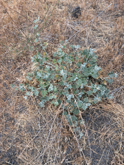 (c) Emma, some rights reserved (CC BY) Sphaeralcea munroana, photograph (c) Emma, some rights reserved (CC BY)