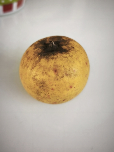 Mimusops coriacea, photograph 2