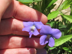 Viola subsinuata