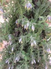 Podonosma orientalis