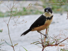 Sporophila torqueola