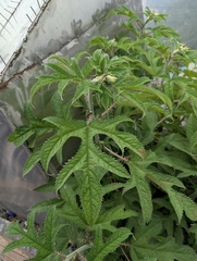 Girardinia diversifolia, photograph (c) Rohit, some rights reserved (CC BY-SA)