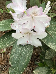 Rhododendron catawbiense