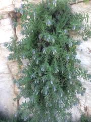 Podonosma orientalis