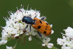 Trichodes octopunctatus