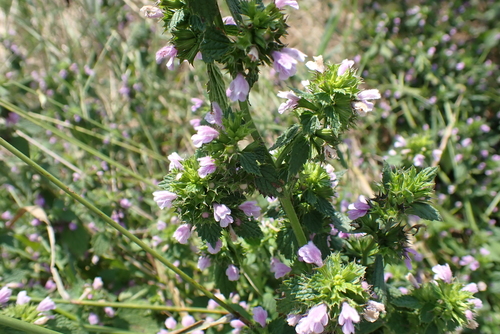 Black horehound