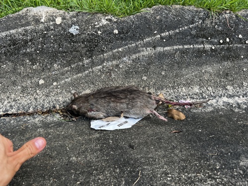 Rattus exulans observed 2026-07-06