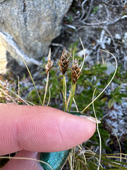 Carex capitata, photograph (c) Ida B D Jacobsen, some rights reserved (CC BY)