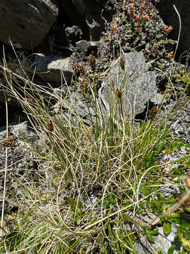Carex capitata