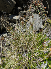 Carex capitata