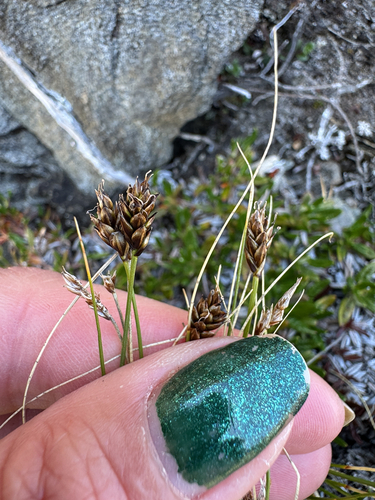 Carex capitata, photograph 2