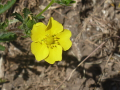 Potentilla pedata