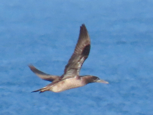 iNaturalist image