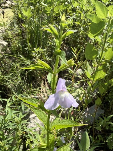 sharpwing monkeyflower