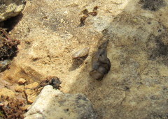 Athysanini