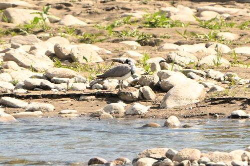 Ibisbill