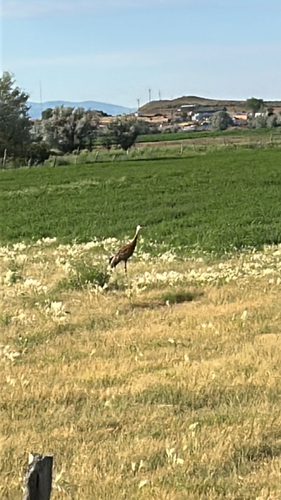 Sandhill Crane observed by mckinneyjillm