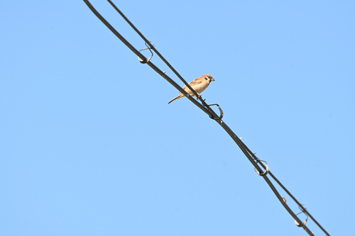 Eurasian Tree Sparrow