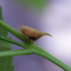 Enchenopa squamigera