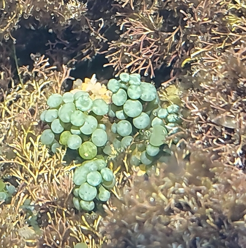 Caulerpa chemnitzia observed 2026-07-18