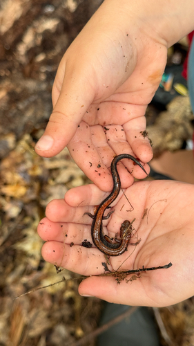 Eastern Red-backed Salamander observed by nicothenaturalist