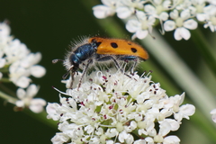 Trichodes octopunctatus