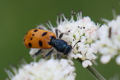 Trichodes octopunctatus