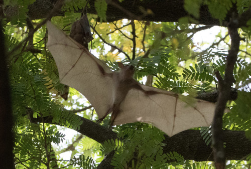 Gambian Epauletted Fruit Bat
