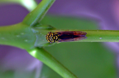 Dilobopterus costalimai