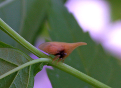 Enchenopa squamigera