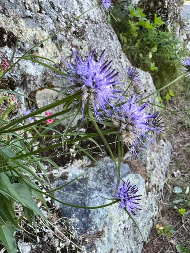 Phyteuma scheuchzeri, photograph 3