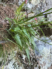 Phyteuma scheuchzeri, photograph (c) Terry Instone, some rights reserved (CC BY)