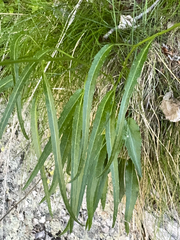 Phyteuma scheuchzeri, photograph (c) Terry Instone, some rights reserved (CC BY)