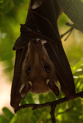 Epomophorus gambianus