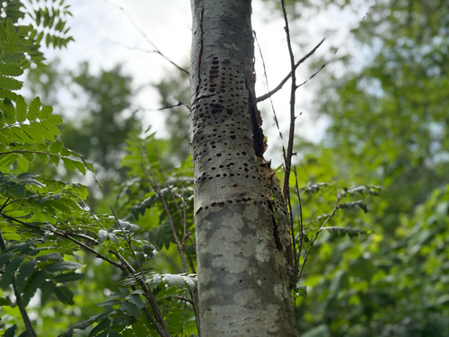 Yellow-bellied Sapsucker observed by catislazy