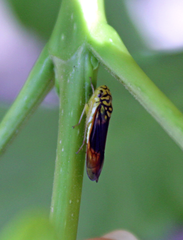 Dilobopterus costalimai