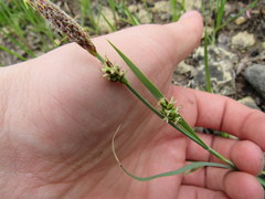Carex meadii