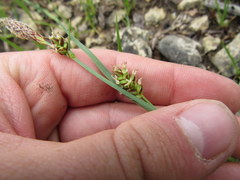 Carex meadii