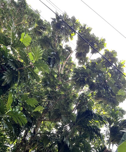 Artocarpus altilis observed 2026-07-06