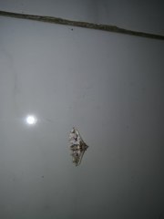 Leucinodes orbonalis