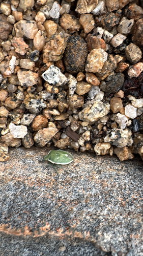 iNaturalist observation photo of Say's Stink Bug
