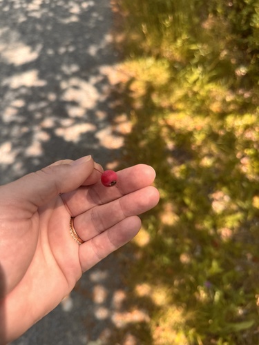 common serviceberry