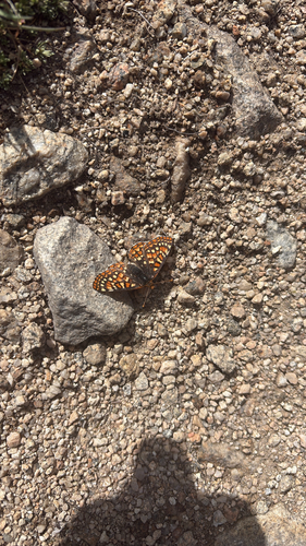 iNaturalist observation photo of Edith's Checkerspot