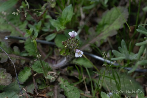 Mazus surculosus (Mazus surculosus)