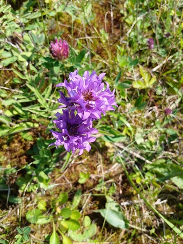 clustered bellflower