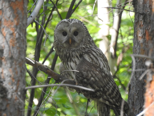 Ural Owl